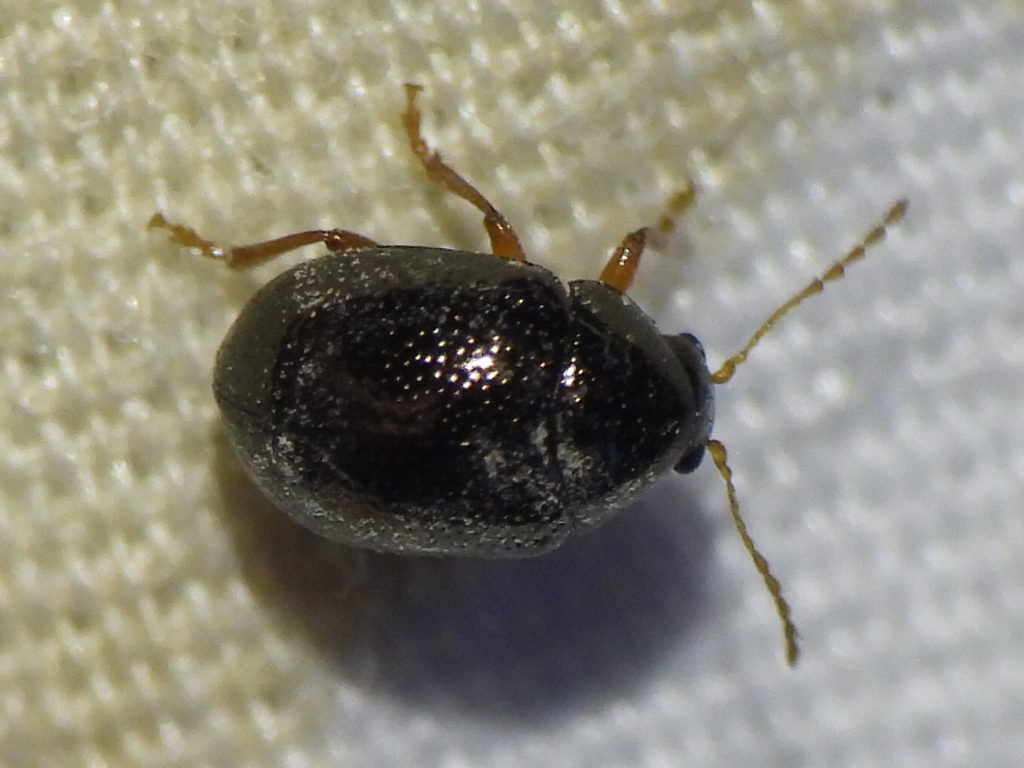 Brassy Ball Leaf Beetle