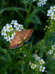 Pyrausta californicalis
