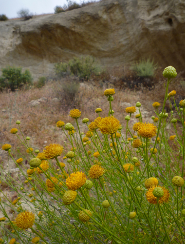 Eastwoodia elegans Brandegee