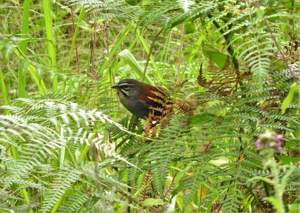 Whiskered Wren