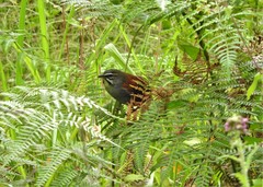 Whiskered Wren photo 1