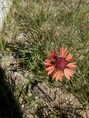 Gaillardia comosa