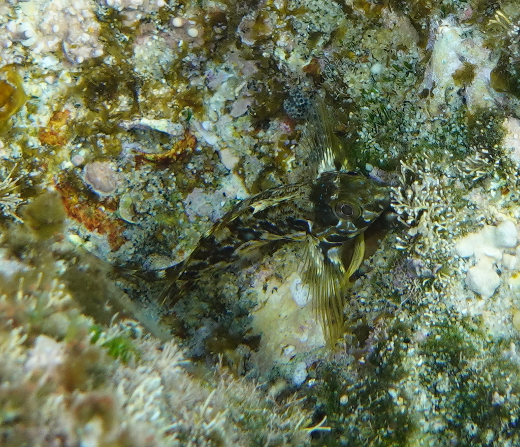 Zaca blenny (Malacoctenus zacae) — Labrisomidae