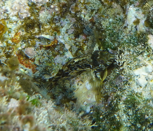 Zaca blenny (Malacoctenus zacae) — Labrisomidae