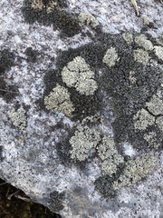 Cladonia strepsilis