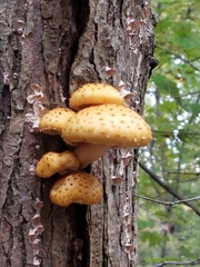 Pholiota