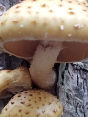 Pholiota