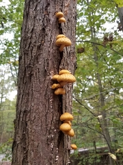 Pholiota