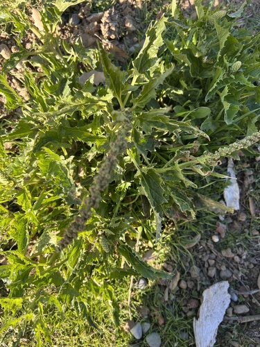 iNaturalist observation photo of California Goosefoot