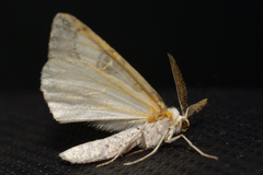 Philtraea mexicana