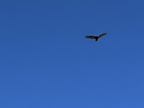 iNaturalist observation photo of Turkey Vulture