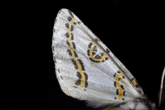 Philtraea mexicana
