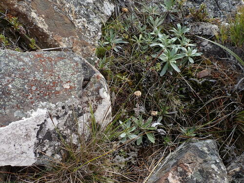 Carex penalpina observed 2023-03-14