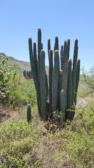 Stenocereus treleasei