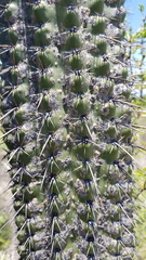 Stenocereus treleasei