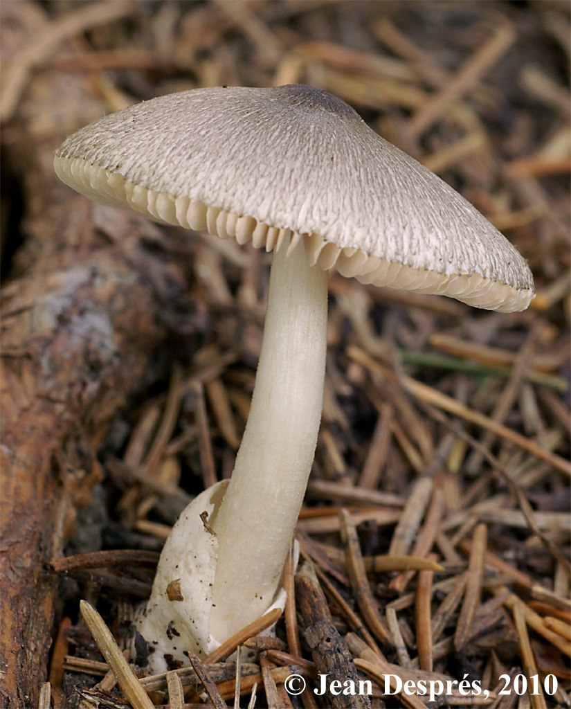 Volvariella volvacea - Wikipedia