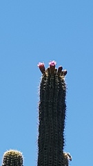 Stenocereus treleasei