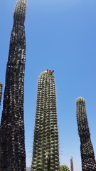 Stenocereus treleasei