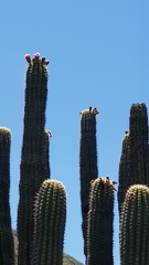 Stenocereus treleasei