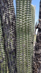 Stenocereus treleasei