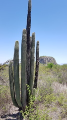 Stenocereus treleasei