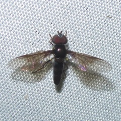 Ocyptamus dimidiatus