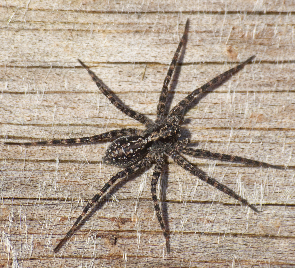 Acantholycosa
