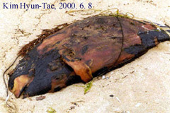 Neophocaena sunameri