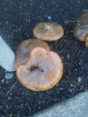 Lactarius rubrilacteus