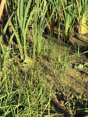 Equisetum fluviatile