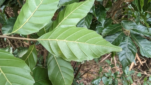 Image of Lithocarpus konishii by (c) 潘立傑 LICHIEH_PAN, some rights reserved (CC BY)