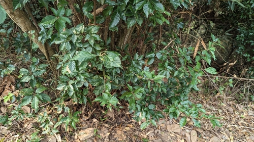 Image of Lithocarpus konishii by (c) 潘立傑 LICHIEH_PAN, some rights reserved (CC BY)
