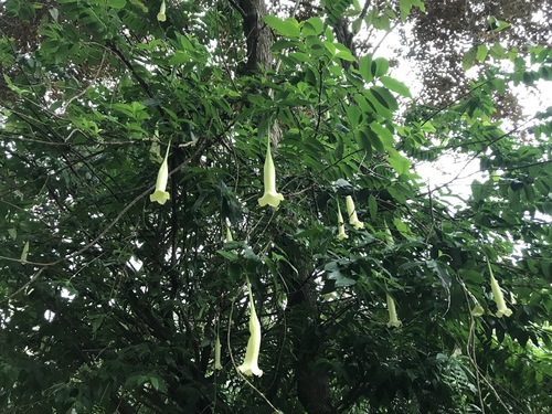 Campanita Criolla (Cubanola domingensis)