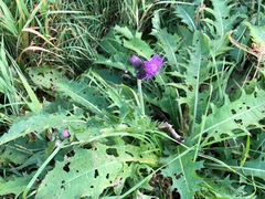 Cirsium rivulare