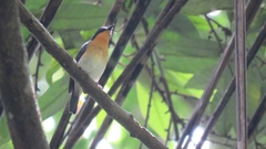 Rufous-Throated Flycatcher photo 2