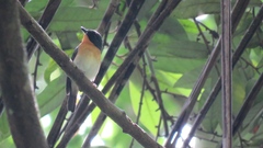 Rufous-Throated Flycatcher photo 3