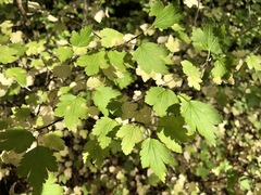 Ribes alpinum