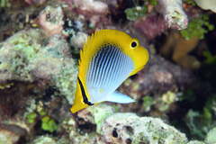 Spot-Tail Butterfly Fish photo 2