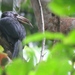 Sulawesi Hornbill (Dwarf) - Photo (c) Tim Forrester, some rights reserved (CC BY-NC), uploaded by Tim Forrester