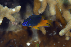 Lagoon Damselfish photo 2