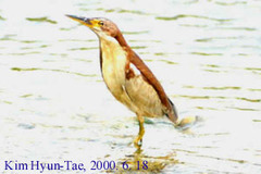 Ixobrychus eurhythmus