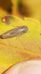 Graphocephala confluens