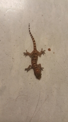 Hemidactylus turcicus