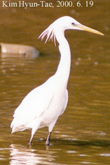 Egretta eulophotes