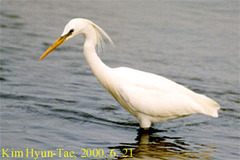 Egretta eulophotes