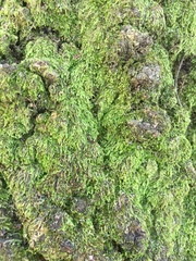 Clasmatodon parvulus