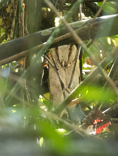Sri Lanka Bay Owl (Phodilus assimilis), photo 5