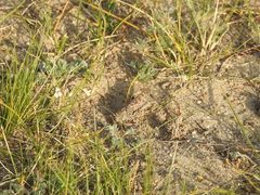 Angaracris barabensis