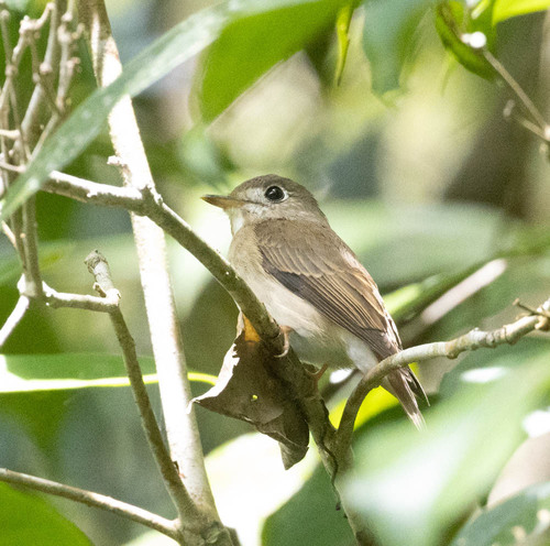 Brown-breasted Flycatcher (Muscicapa muttui), photo 9