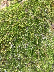 Clasmatodon parvulus